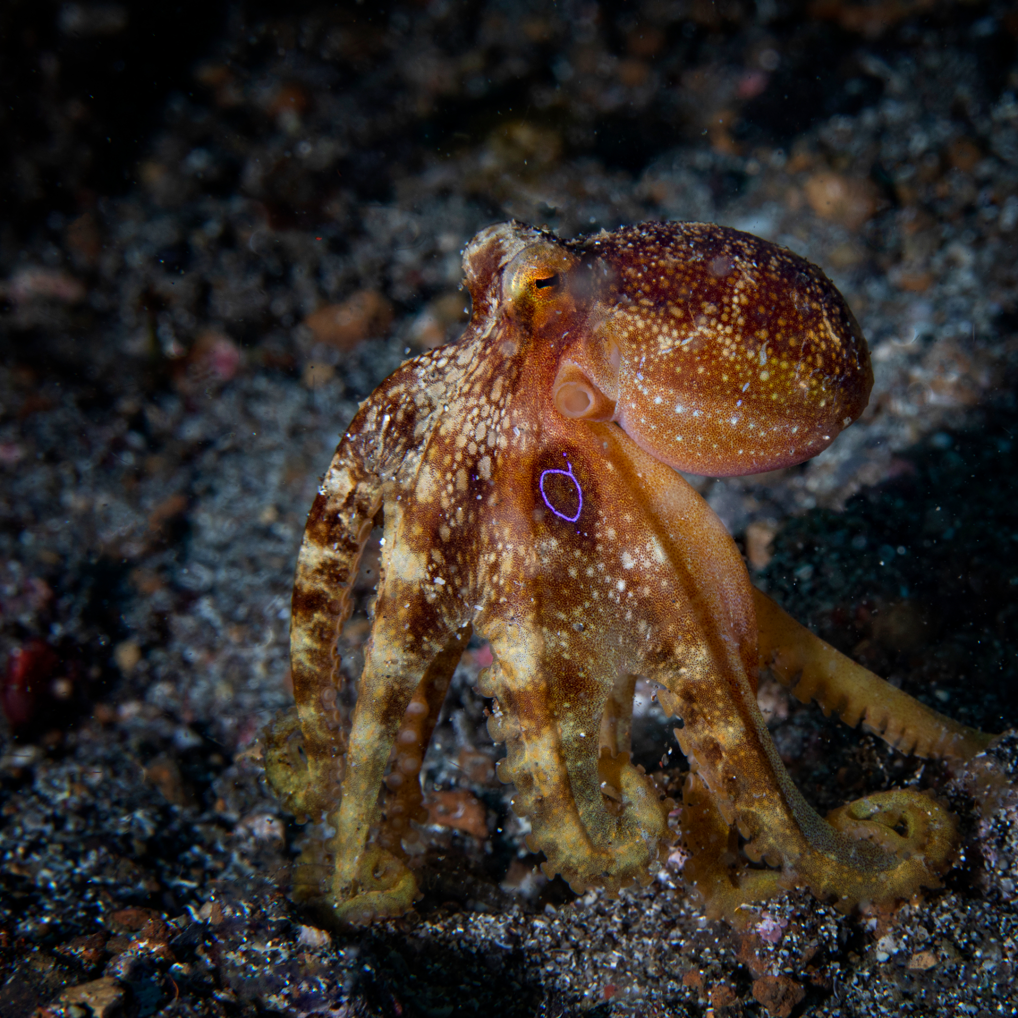 Ocellated Octopus a.k.a. Mototi, Lembeh